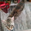 ❤ Greta sucht ihr Für-immer-Zuhause ❤