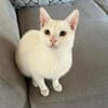 Kefir, verspielter Milchbub, ca. 11 Monate