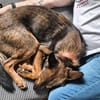 Mocci sucht sein Für-Immer-Zuhause