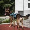 Mocci sucht sein Für-Immer-Zuhause