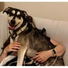 Zerro - wartet in 91207 Lauf a.d. Pegnitz