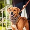 Hachiko, treuer Begleiter, ca. 8 Jahre