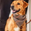 Hachiko, treuer Begleiter, ca. 8 Jahre
