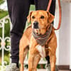 Hachiko, treuer Begleiter, ca. 8 Jahre