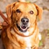 Hachiko, treuer Begleiter, ca. 8 Jahre