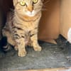 Kleine, etwas ängstliche Katze Sky