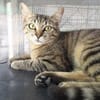 Kleine, etwas ängstliche Katze Sky