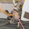 Kleine, etwas ängstliche Katze Sky