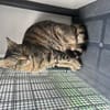Kleine, etwas ängstliche Katze Sky