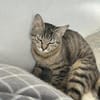 Kleine, etwas ängstliche Katze Sky