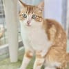 Verschmuste junge Katze Peppa