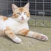 Verschmuste junge Katze Peppa