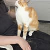 Verschmuste junge Katze Peppa