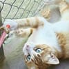 Verschmuste junge Katze Peppa