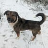 Sharo, dein neuer bester Freund