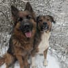 Sharo, dein neuer bester Freund