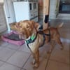 Willi sucht Dich