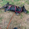 Bonni sucht dringend