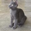 Verspielter, anhänglicher Kater Sol