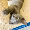 Verspielter, anhänglicher Kater Sol