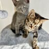Verspielter, anhänglicher Kater Sol