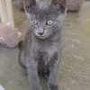 Verspielter, anhänglicher Kater Sol