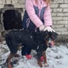 Tobi der kinderfreundliche Rüde