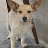 Füles, liebes Terrier Mix Mädchen
