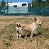 Füles, liebes Terrier Mix Mädchen