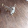 Füles, liebes Terrier Mix Mädchen