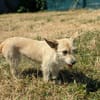 Füles, liebes Terrier Mix Mädchen