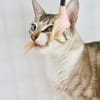 Hübscher und anhänglicher Kater Chocky