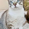 Hübscher und anhänglicher Kater Chocky