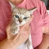 Hübscher und anhänglicher Kater Chocky