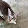 Hübscher und anhänglicher Kater Chocky