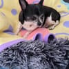 Chihuahua Minnie sucht tolle Menschen