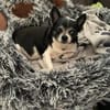 Chihuahua Minnie sucht tolle Menschen