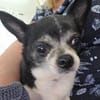 Chihuahua Minnie sucht tolle Menschen