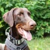 Carlo, toller Familienhund