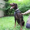 Carlo, toller Familienhund
