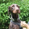 Carlo, toller Familienhund