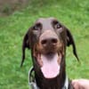 Carlo, toller Familienhund