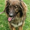 Arco, sportl. großer Familienhund