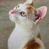 Verschmuster junger Kater Peter