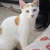 Verschmuster junger Kater Peter