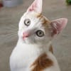 Verschmuster junger Kater Peter