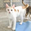 Verschmuster junger Kater Peter