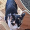 Soziale, junge Katze Hada