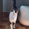 Soziale, junge Katze Hada