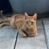Dino sucht Dich